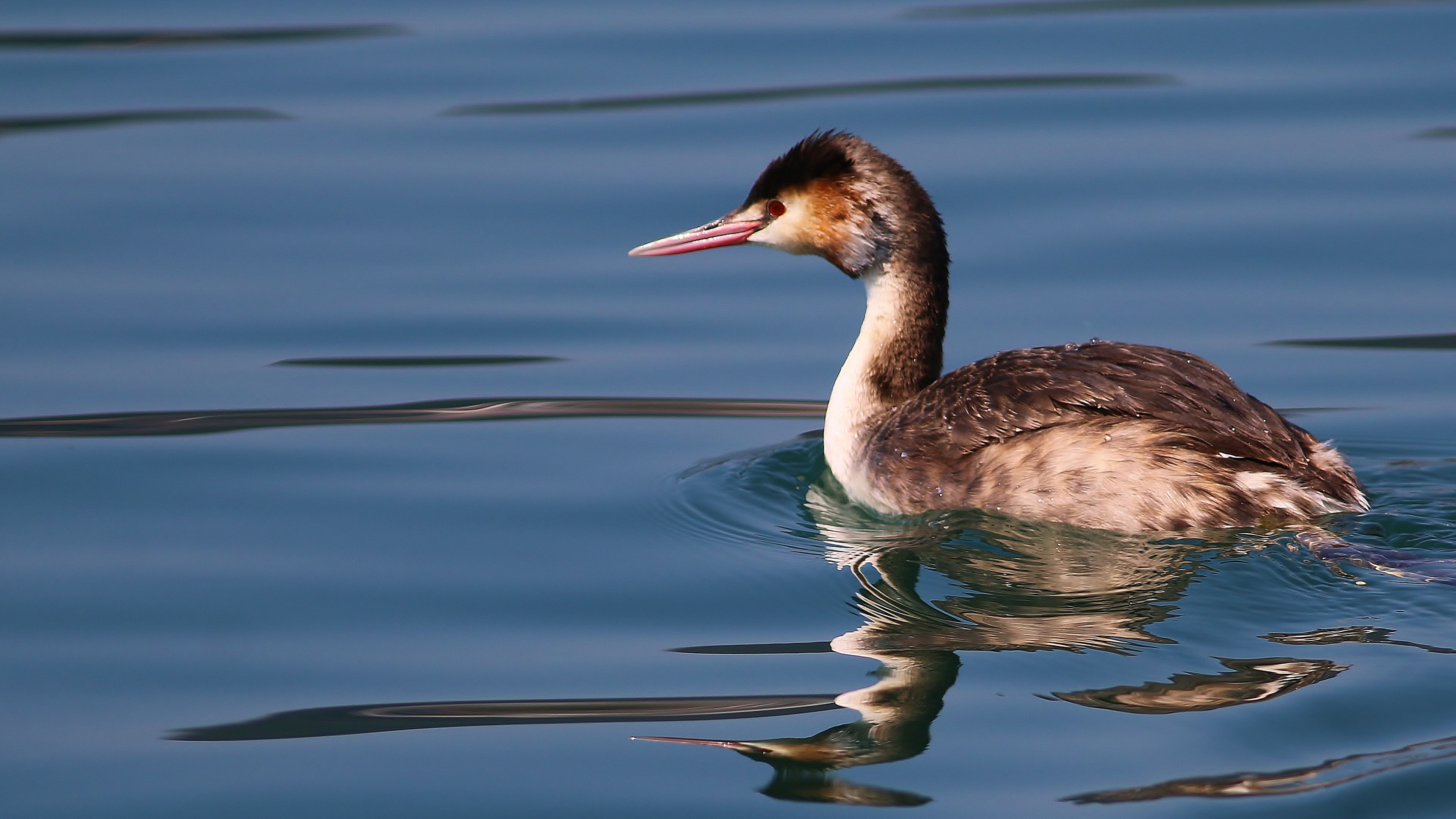 Great Crested Grebe